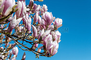 Blueten einer Tulpen-Magnolie in Schleswig