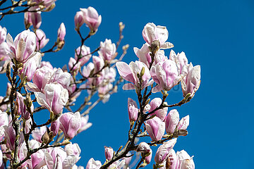 Blueten einer Tulpen-Magnolie in Schleswig