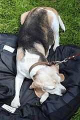 Hannover  Deutschland  Hund liegt schlafend auf einer Jacke