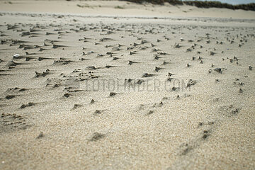 Knokke  Belgien  BE - Nordsee-Strand