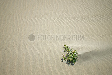 Knokke  Belgien  BE - Nordsee-Strand