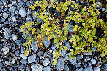 Moens Klint  Daenemark  DK - Ostseekueste