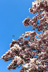 Deutschland  Bremen - Tulpen-Magnolie an einem Baum