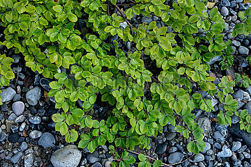 Moens Klint  Daenemark  DK - Ostseekueste