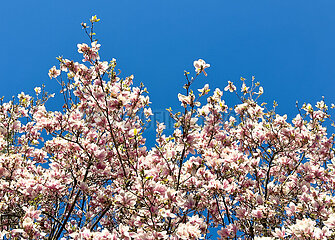 Deutschland  Bremen - Tulpen-Magnolie an einem Baum