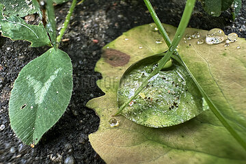 Berlin  Deutschland  Wassertropfen auf einem Blatt