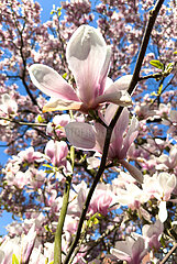 Deutschland  Bremen - Tulpen-Magnolie an einem Baum