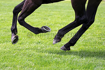 Hannover  Deutschland  Pferdebeine im Galopp auf Gras