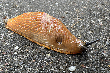 Berlin  Deutschland  Spanische Wegschnecke auf Asphalt