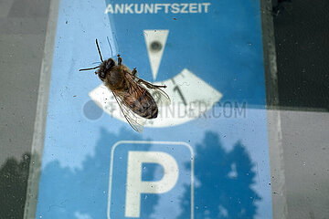 Berlin  Deutschland  Honigbiene sitzt auf der Frontscheibe eines PKW mit Parkscheibe