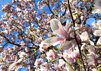 Deutschland  Bremen - Tulpen-Magnolie an einem Baum