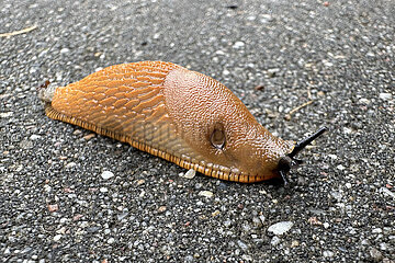 Berlin  Deutschland  Spanische Wegschnecke auf Asphalt