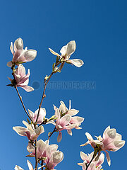 Deutschland  Bremen - Tulpen-Magnolie an einem Baum