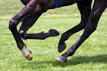 Hannover  Deutschland  Pferdebeine im Galopp auf Gras