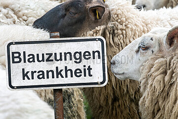 Symbolisches Schild Blauzungenkrankheit