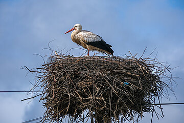 Storchenkolonie  Rasmalho  Portimao  Algarve  Portugal