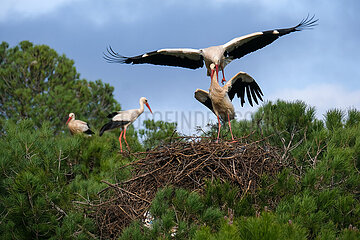 begattung
Stoerche paaren sich  Storchenkolonie  Rasmalho  Portimao  Algarve  Portugal