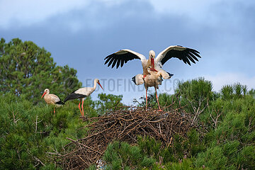 begattung
Stoerche paaren sich  Storchenkolonie  Rasmalho  Portimao  Algarve  Portugal