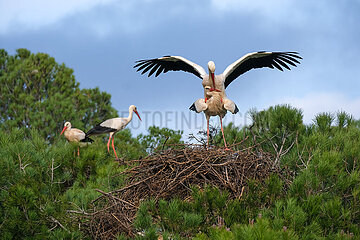 begattung
Stoerche paaren sich  Storchenkolonie  Rasmalho  Portimao  Algarve  Portugal