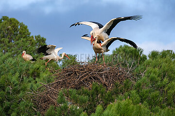 begattung
Stoerche paaren sich  Storchenkolonie  Rasmalho  Portimao  Algarve  Portugal