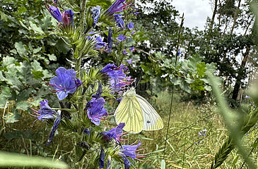 Altbarnim  Deutschland  Zitronenfalter saugt aus einer violetten Bluete