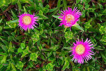 Hottentottenfeige  Wanderweg  Naturpfad Castelejo  Vila do Bisbo  Algarve  Portugal