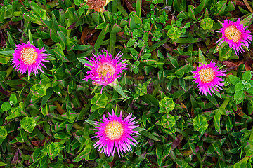 Hottentottenfeige  Wanderweg  Naturpfad Castelejo  Vila do Bisbo  Algarve  Portugal