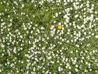 Teppich aus Gänseblümchen