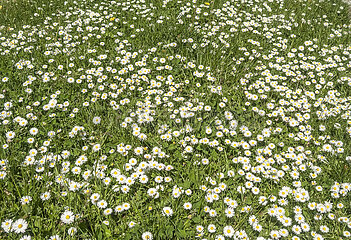 Teppich aus Gänseblümchen