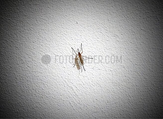 Stechmücke auf einer weißen Wand