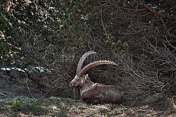 Absolute Seltenheit: Steinbock in den bayerischen Alpen