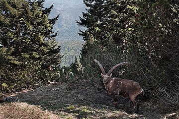 Absolute Seltenheit: Steinbock in den bayerischen Alpen