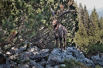 Absolute Seltenheit: Steinbock in den bayerischen Alpen