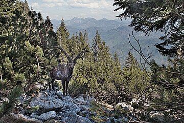 Absolute Seltenheit: Steinbock in den bayerischen Alpen