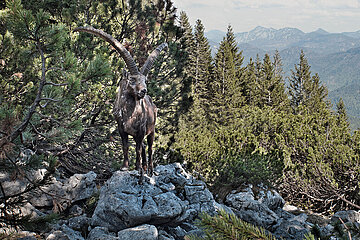 Absolute Seltenheit: Steinbock in den bayerischen Alpen