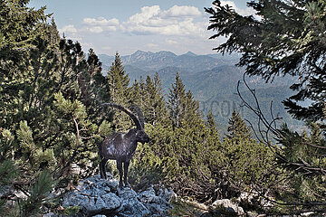Absolute Seltenheit: Steinbock in den bayerischen Alpen