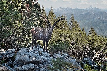 Absolute Seltenheit: Steinbock in den bayerischen Alpen