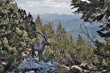 Absolute Seltenheit: Steinbock in den bayerischen Alpen
