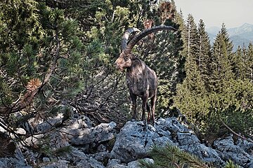 Absolute Seltenheit: Steinbock in den bayerischen Alpen