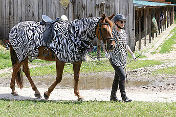 Bruchmuehle  Reiterin traegt ein Hemd mit Zebrastreifen und fuehrt ihr gesatteltes Pferd mit Zebrafliegendecke