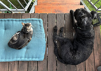 Berlin  Deutschland  Hund und Katze liegen auf einer Terrasse mit Abstand nebeneinander