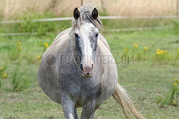 Bruchmuehle  tragende Spanish Mustang Stute auf einer Koppel