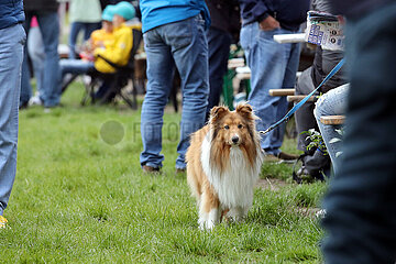 Hamburg  Deutschland  Collie an der Leine zwischen vielen Menschen