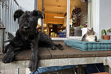 Berlin  Deutschland  Hund und Katze liegen auf einer Terrasse mit Abstand nebeneinander