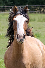Bruchmuehle  Spanish Mustang im Portrait